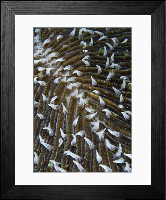 Framed Print : DDE-90024728 Framed Print : DDE-90024728