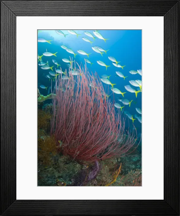 Framed Print : DDE-90024730 Framed Print : DDE-90024730