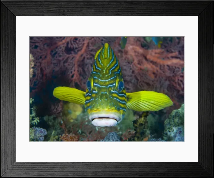 Framed Print : DDE-90024731 Framed Print : DDE-90024731