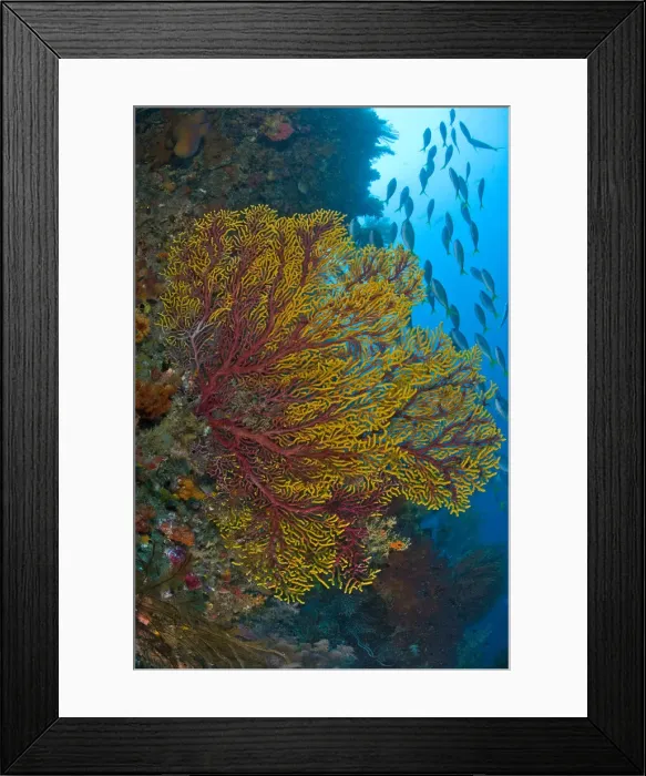Framed Print : DDE-90024729 Framed Print : DDE-90024729