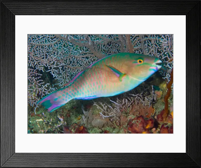 Framed Print : DDE-90024732