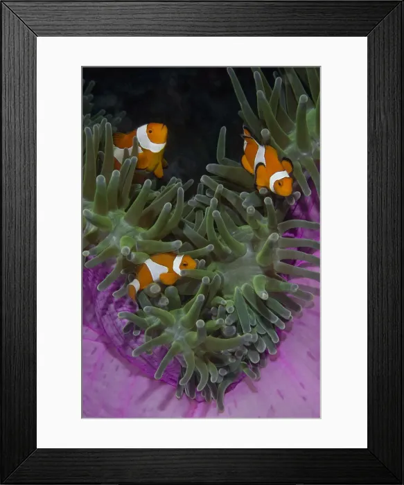 Framed Print : DDE-90024734 Framed Print : DDE-90024734