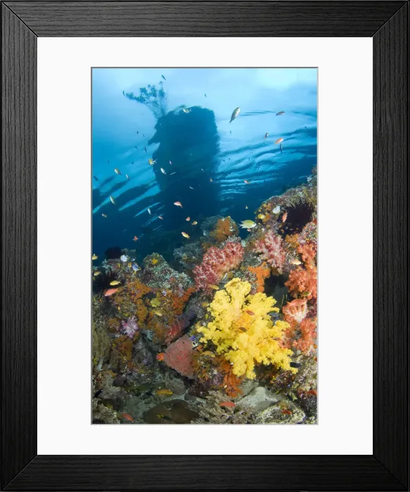 Framed Print : DDE-90024735 Framed Print : DDE-90024735