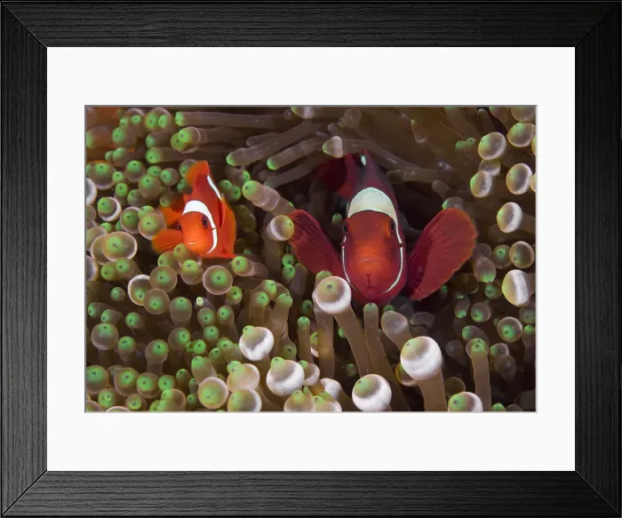 Framed Print : DDE-90024736 Framed Print : DDE-90024736