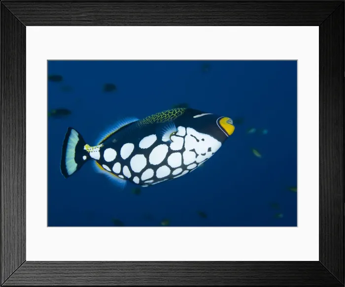 Framed Print : DDE-90024737 Framed Print : DDE-90024737