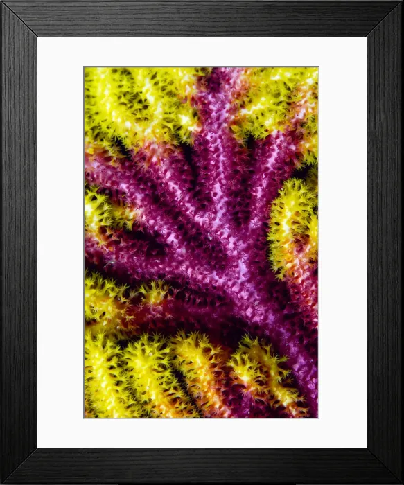 Framed Print : DDE-90024733 Framed Print : DDE-90024733