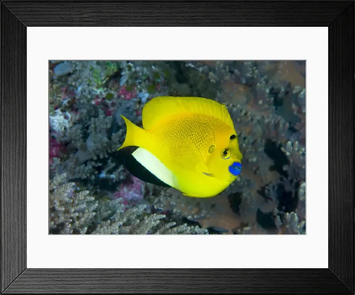 Framed Print : DDE-90024739 Framed Print : DDE-90024739
