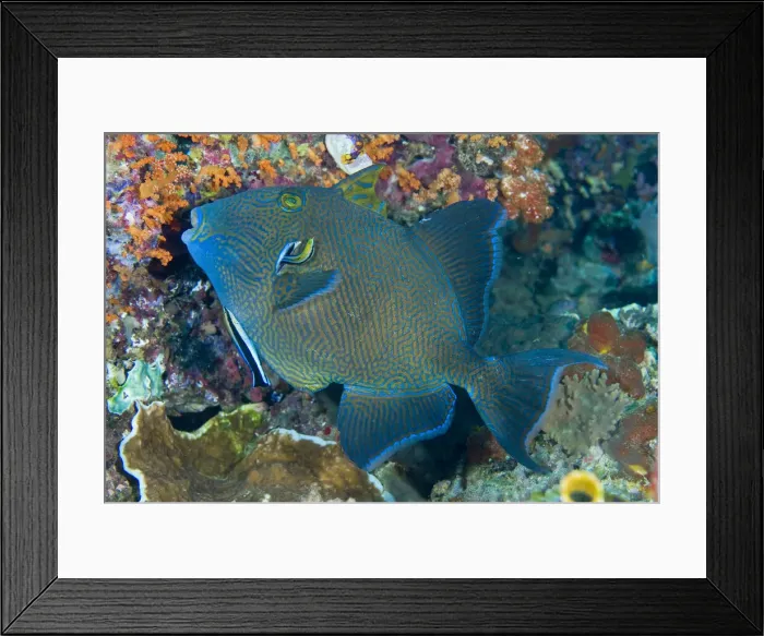 Framed Print : DDE-90024738