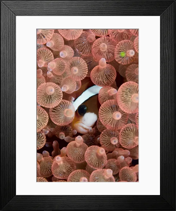 Framed Print : DDE-90024740