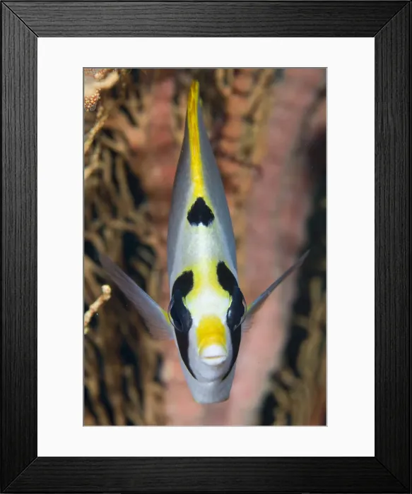 Framed Print : DDE-90024742