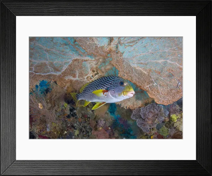 Framed Print : DDE-90024743 Framed Print : DDE-90024743