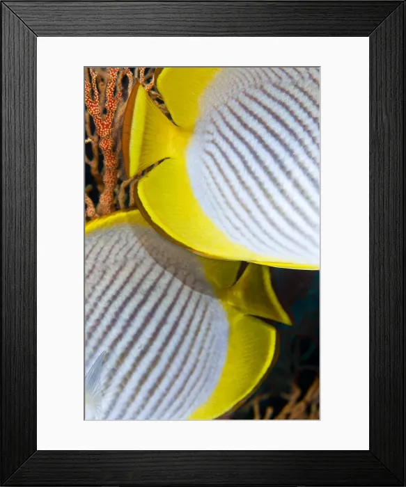Framed Print : DDE-90024741