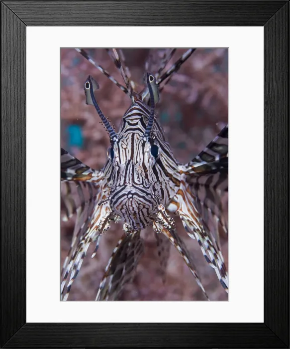 Framed Print : DDE-90024744