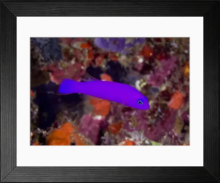 Framed Print : DDE-90024745 Framed Print : DDE-90024745