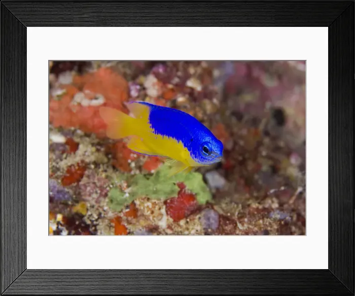 Framed Print : DDE-90024746 Framed Print : DDE-90024746