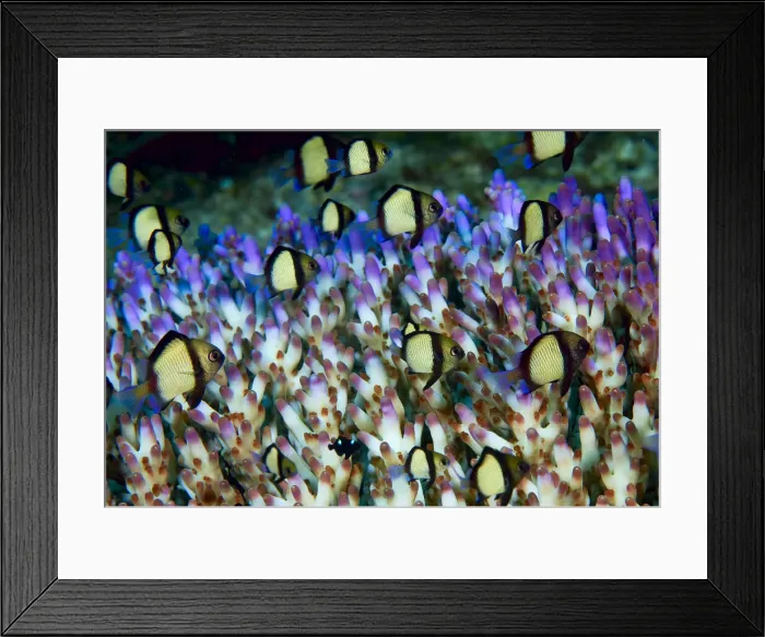 Framed Print : DDE-90024748 Framed Print : DDE-90024748