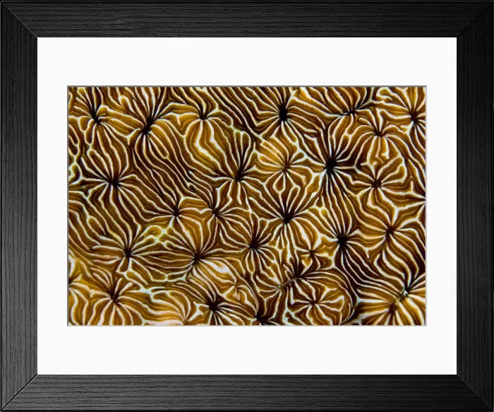 Framed Print : DDE-90024747 Framed Print : DDE-90024747