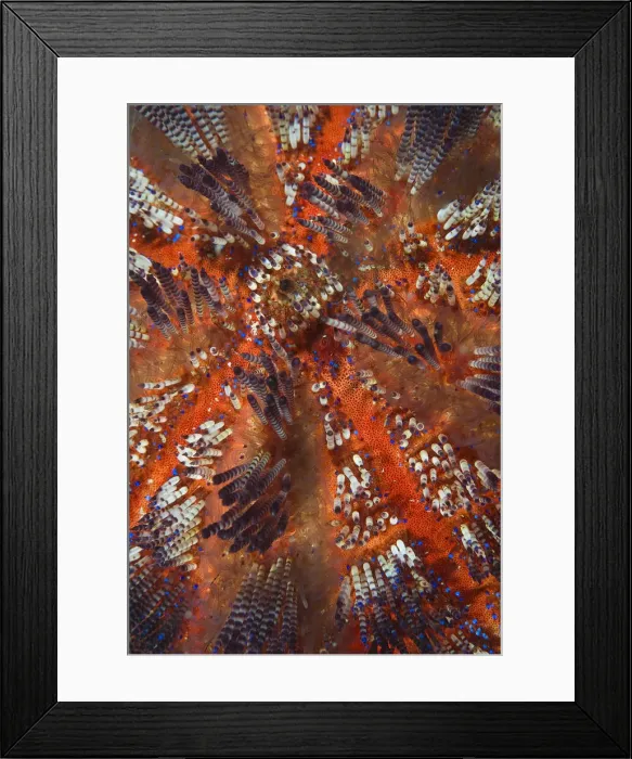 Framed Print : DDE-90024750