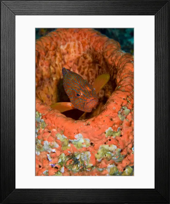 Framed Print : DDE-90024749 Framed Print : DDE-90024749