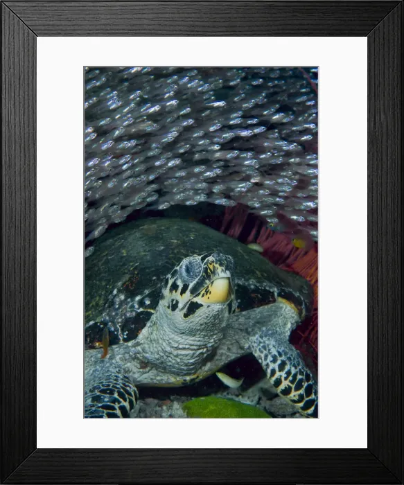 Framed Print : DDE-90024752 Framed Print : DDE-90024752