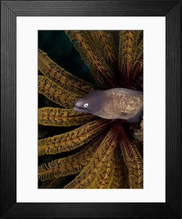 Framed Print : DDE-90024751