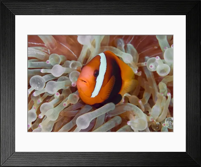 Framed Print : DDE-90024753 Framed Print : DDE-90024753