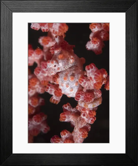 Framed Print : DDE-90024754