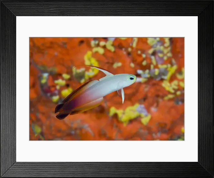Framed Print : DDE-90024755 Framed Print : DDE-90024755