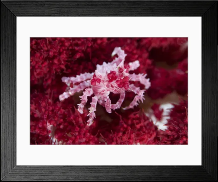 Framed Print : DDE-90024756 Framed Print : DDE-90024756