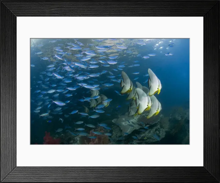 Framed Print : DDE-90024757 Framed Print : DDE-90024757