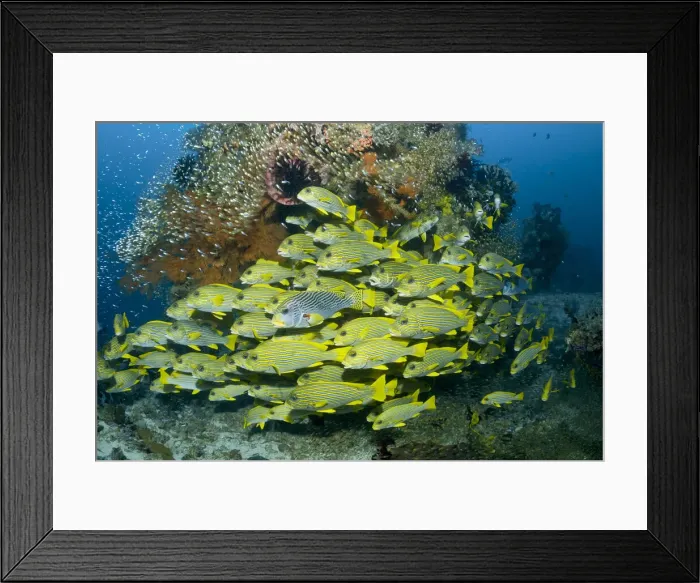 Framed Print : DDE-90024758 Framed Print : DDE-90024758