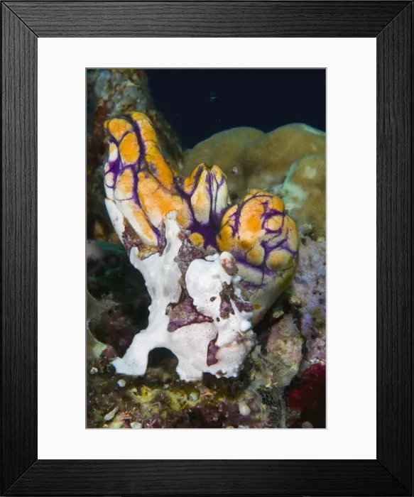 Framed Print : DDE-90024760 Framed Print : DDE-90024760