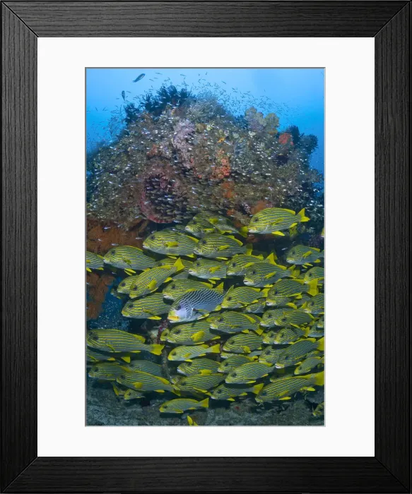Framed Print : DDE-90024759 Framed Print : DDE-90024759