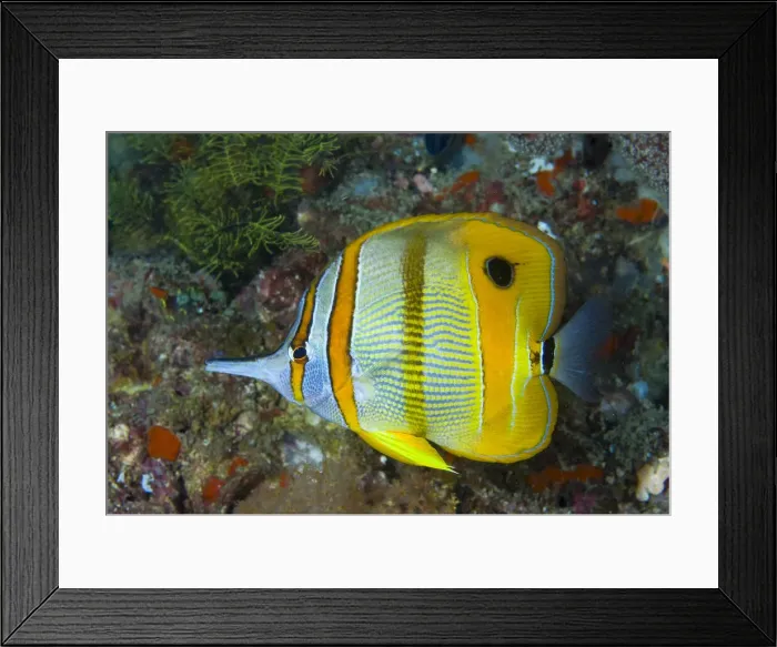 Framed Print : DDE-90024761 Framed Print : DDE-90024761