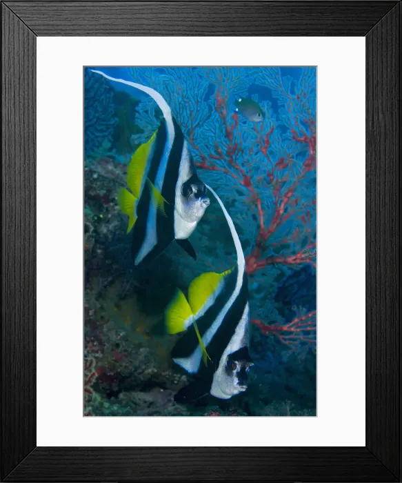 Framed Print : DDE-90024762 Framed Print : DDE-90024762