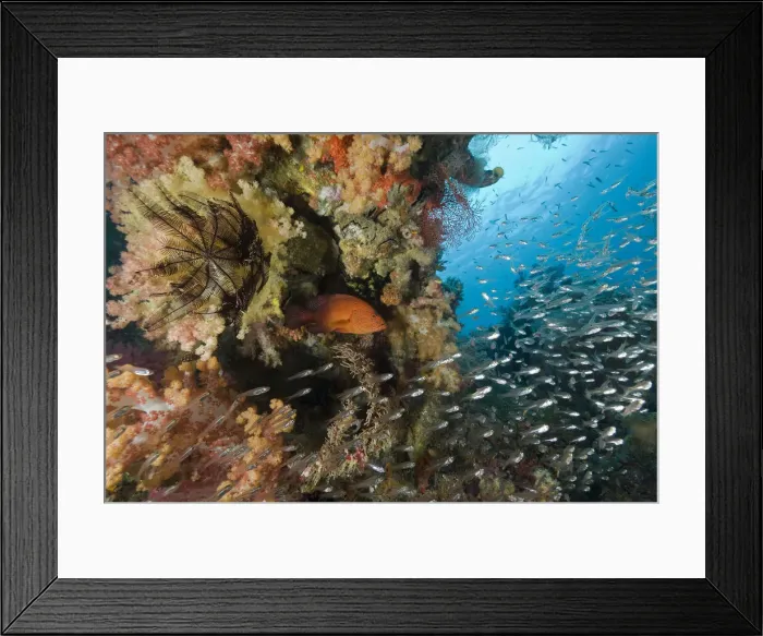 Framed Print : DDE-90024764 Framed Print : DDE-90024764