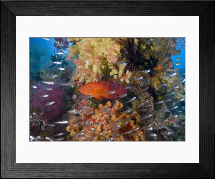 Framed Print : DDE-90024763 Framed Print : DDE-90024763
