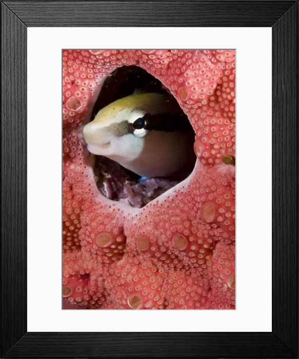 Framed Print : DDE-90024765 Framed Print : DDE-90024765