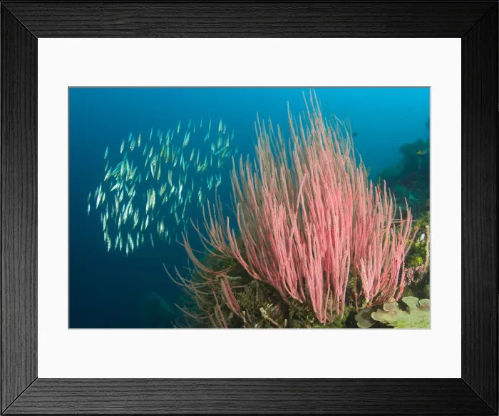 Framed Print : DDE-90024767 Framed Print : DDE-90024767