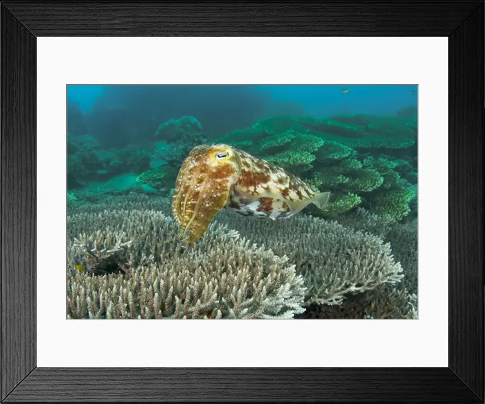 Framed Print : DDE-90024768