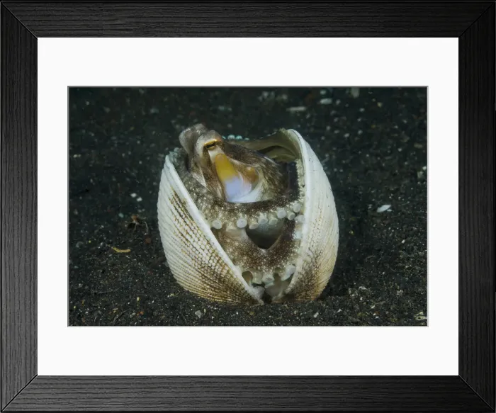 Framed Print : DDE-90024769 Framed Print : DDE-90024769