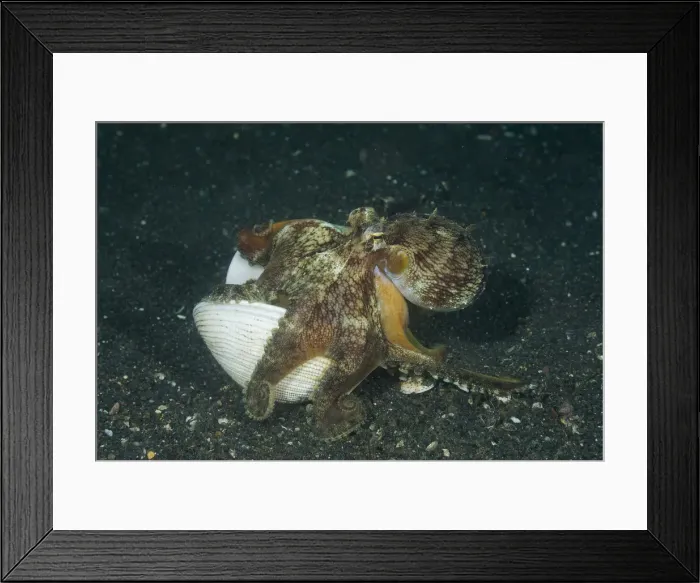 Framed Print : DDE-90024770 Framed Print : DDE-90024770