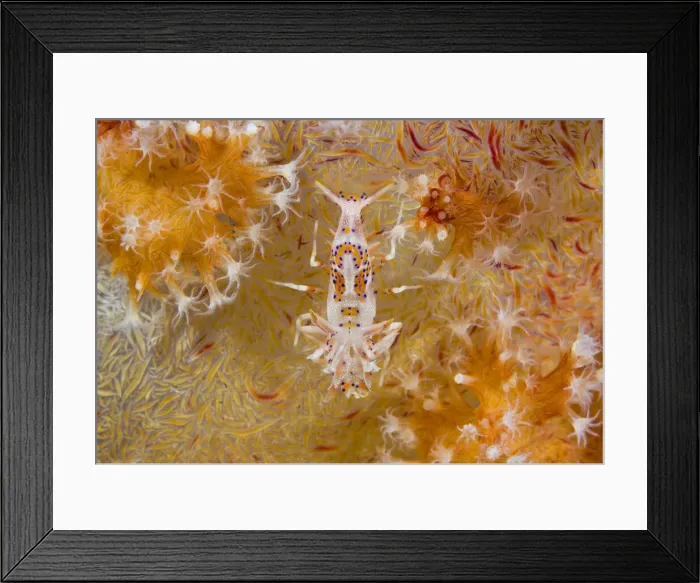 Framed Print : DDE-90024766 Framed Print : DDE-90024766