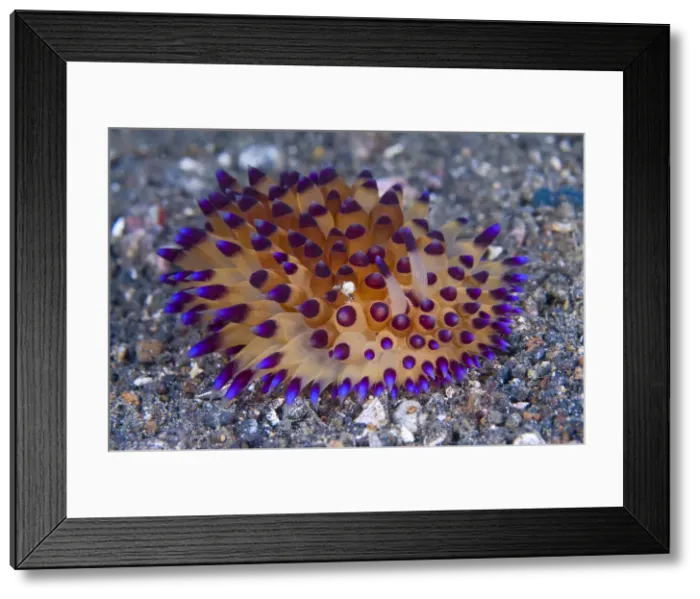 Framed Print : DDE-90024772 Framed Print : DDE-90024772