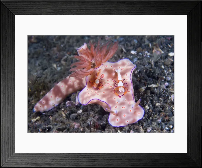 Framed Print : DDE-90024773 Framed Print : DDE-90024773