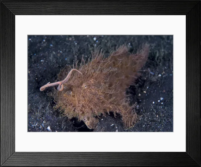 Framed Print : DDE-90024774 Framed Print : DDE-90024774