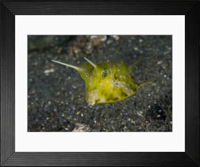 Framed Print : DDE-90024771 Framed Print : DDE-90024771