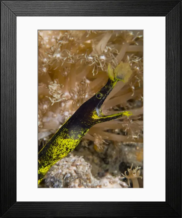Framed Print : DDE-90024776 Framed Print : DDE-90024776