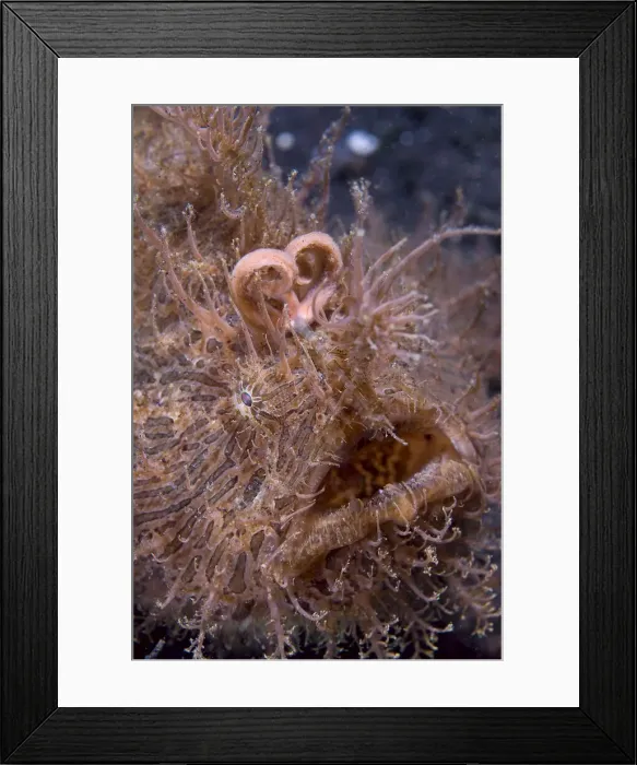 Framed Print : DDE-90024775 Framed Print : DDE-90024775