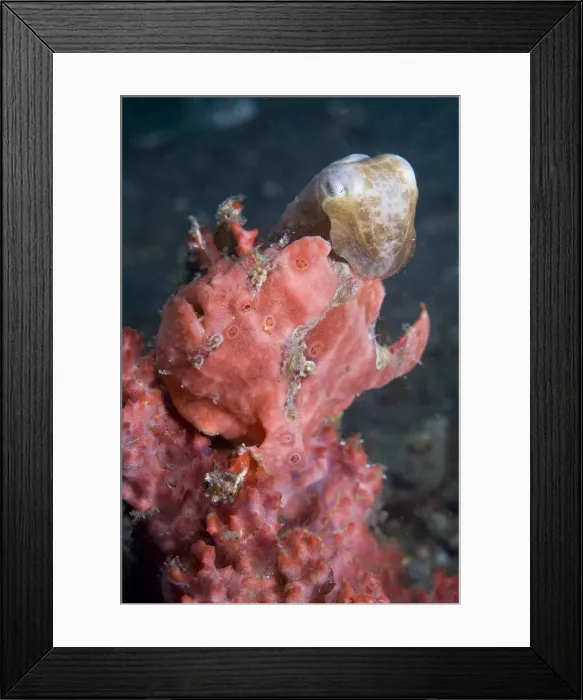 Framed Print : DDE-90024777 Framed Print : DDE-90024777